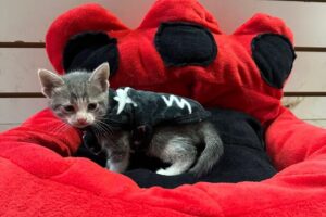 Pilchitas For pets FabricaDistribuidora