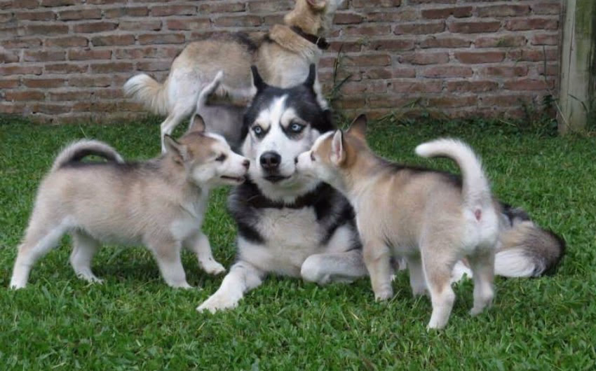 Planeta Perro
