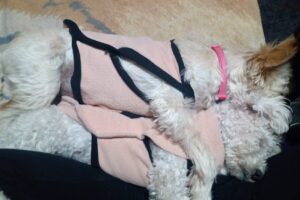 Princess Grommer Peluquería Canina