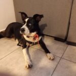 Profesional Farmacia Veterinaria