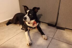 Profesional Farmacia Veterinaria