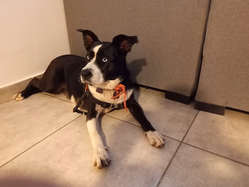 Profesional Farmacia Veterinaria