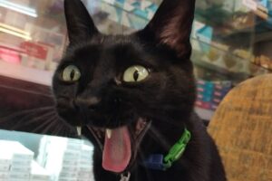 ProVeter desde 1988 en Ramos Mejía