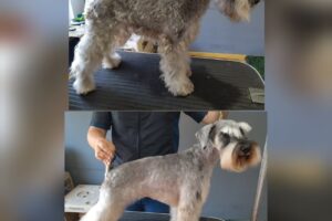 Puchis peluqueria canina