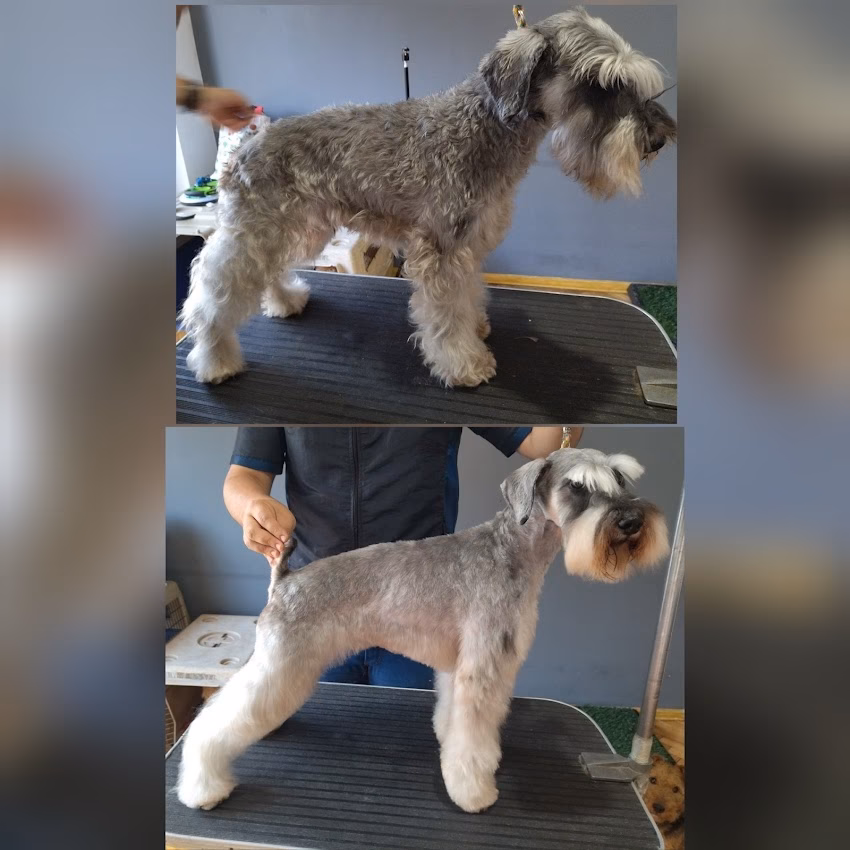 Puchis peluqueria canina