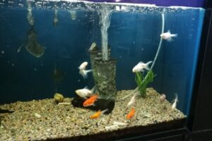 Puppis Veterinaria Peluqueria y Pet Shop