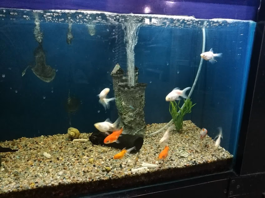 Puppis Veterinaria Peluqueria y Pet Shop