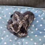 Puppis Veterinaria Peluqueria y Pet Shop