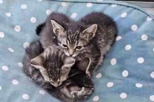 Puppis Veterinaria Peluqueria y Pet Shop