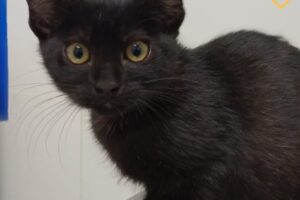 Puppis Veterinaria Peluqueria y Pet Shop