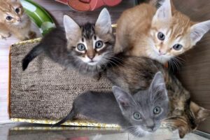 Puppis Veterinaria Peluquería y Pet Shop