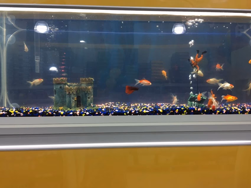 Puppis Veterinaria Peluqueria y Pet Shop