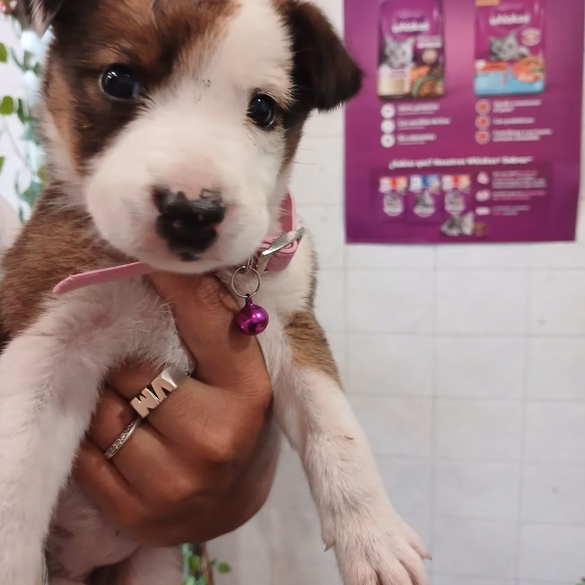 Pura Vibra petshop plantas deco