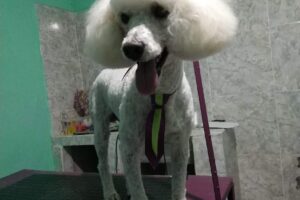 Rastitas Peluquería Canina