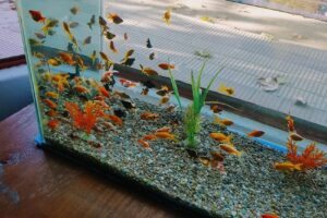 Reino Animal Petshop