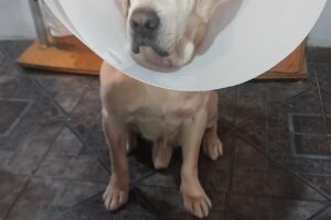 Ribero Vet Friendly Veterinaria