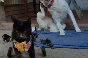 Rollin Pet Prótesis y carritos para mascotas