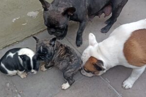 Rottweiler y Bulldog Francés Fca 18205 Von Firlo