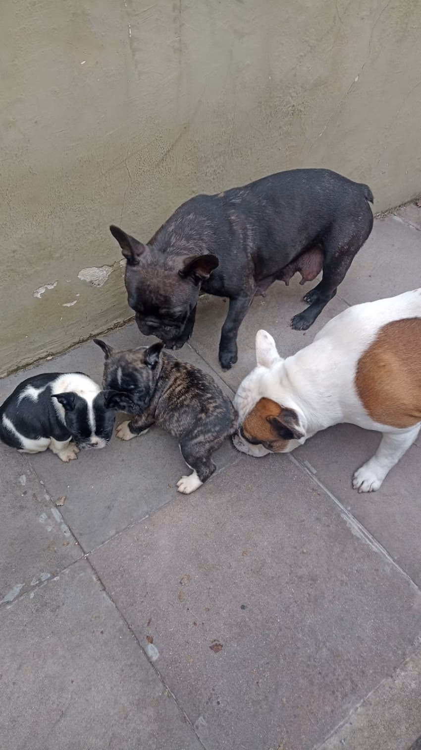 Rottweiler y Bulldog Francés Fca 18205 Von Firlo