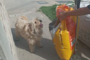 Salta violeta pet shop