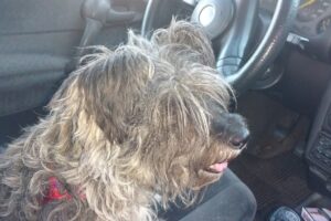 San Agustín Clínica Veterinaria