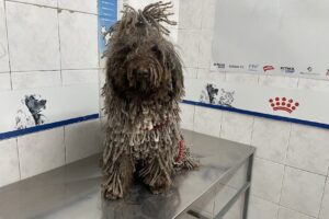 Santa Clara Mascotas