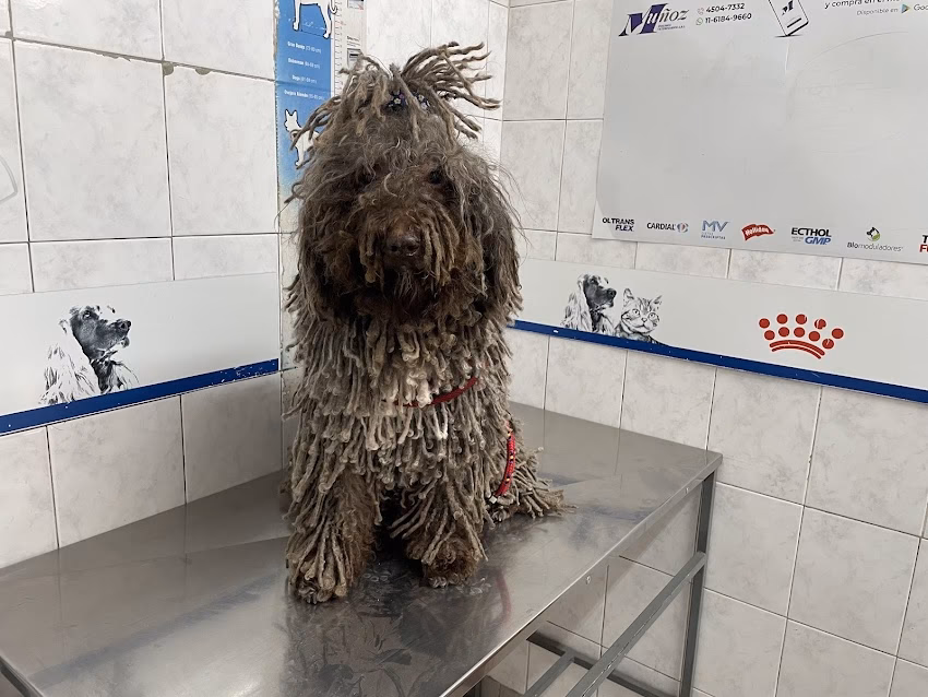 Santa Clara Mascotas