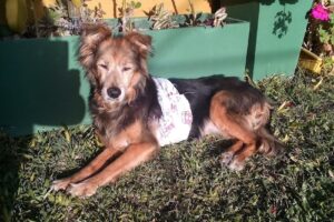 Sashavet Veterinaria Pets Shop