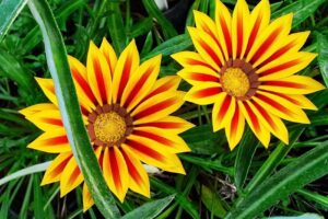 Semillería El Jazmín