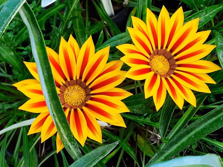 Semillería El Jazmín