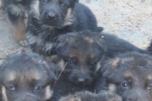 Servicios Veterinarios DimennaVETERINARIA