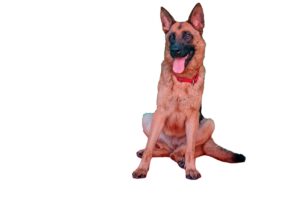 Skippy Camas para Mascotas