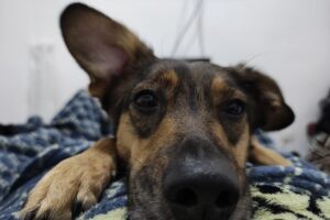 Sky Vet Pet Shop y Clínica Veterinaria