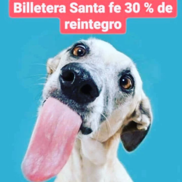 Sonrisa de Mascotas