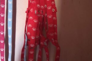 SrGato y su Pandilla