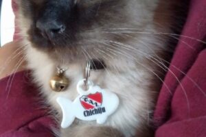 Sublimación y Medallas personalizadas para mascotas