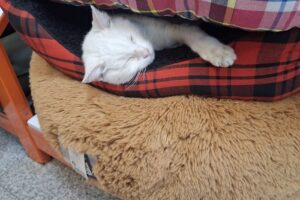 Supermercado De Mascotas