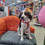 Supermercado De Mascotas