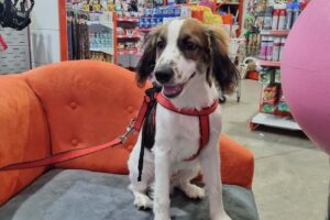 Supermercado De Mascotas