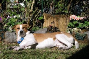 Sweet Puppies Pensionado Canino