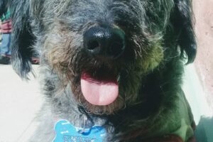 Teos Can clinica veterinaria