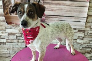 The Walking Pet peluqueria canina pet shop