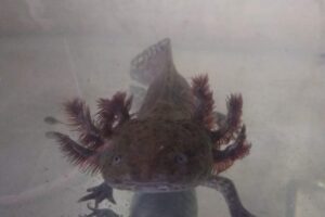 Tienda de mascotas La Pulguita