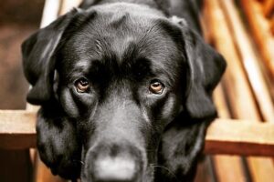 Tienda de mascotas Lanus