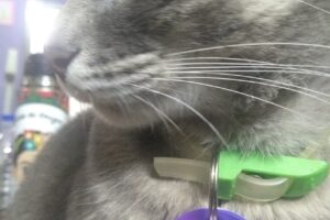 Tienda de Mascotas Magui