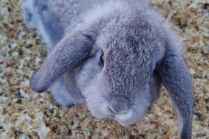 Tienda De Mascotas Poseidon