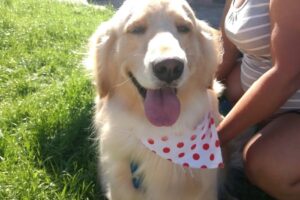 Tienda De Mascotas Rumba