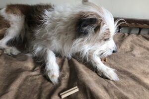 Tienda de Mascotas Tdm