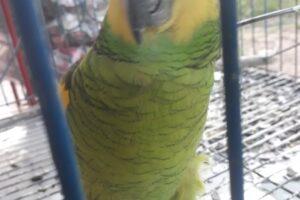 Tienda de mascotas Yaguá Guazú