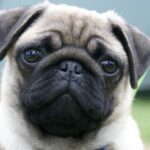 Tienda Para Mascotas